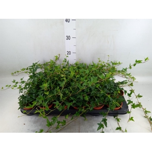 Hedera   ...green leafed