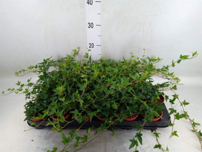 <h4>Hedera   ...green leafed</h4>
