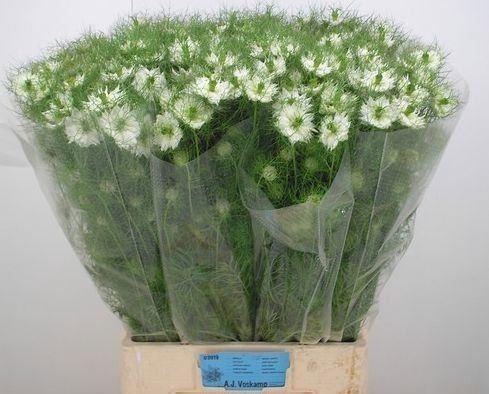 <h4>NIGE DAMASCENA BRIDAL WHITE</h4>