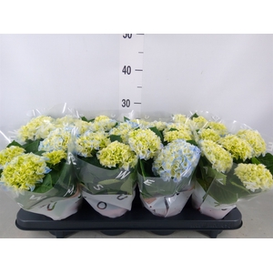 Hydrangea mac. 'Fabolo'
