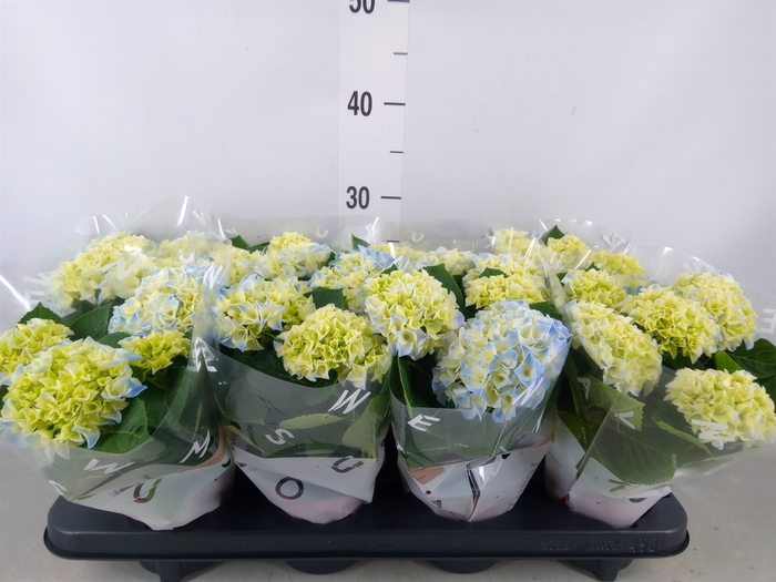 <h4>Hydrangea mac. 'Fabolo'</h4>