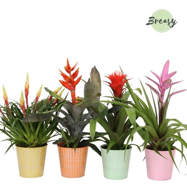 <h4>Bromelia Royal Cupcake - 13cm in Orlando | Mimesis</h4>