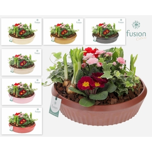 Biologisch afbreekbare schaal Large met Arrangement