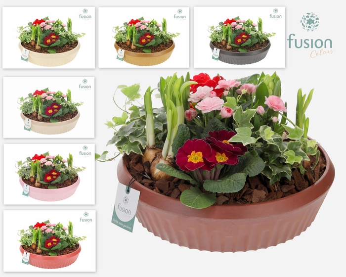 <h4>Biologisch afbreekbare schaal Large met Arrangement</h4>