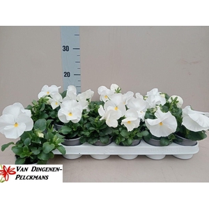 VIO WI DP CLEAR WHIT