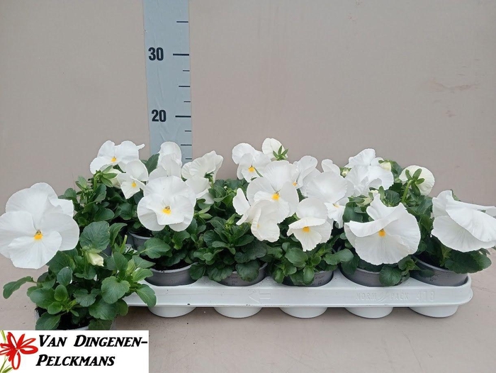 <h4>VIO WI DP CLEAR WHIT</h4>