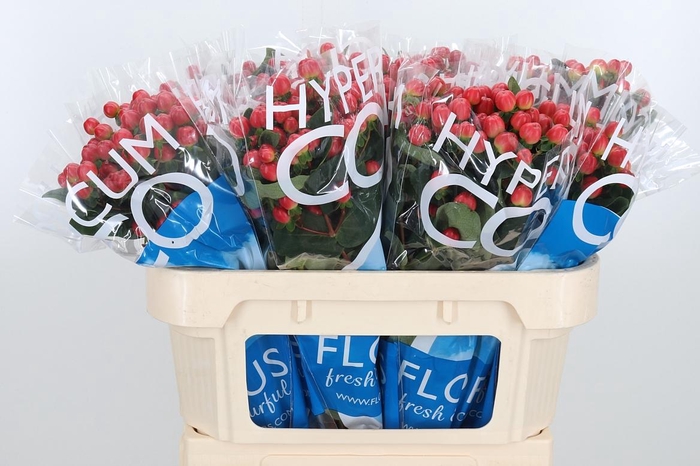 <h4>Hyp Coco Tango</h4>