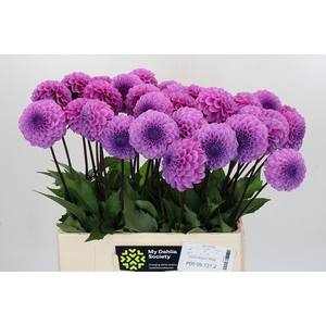 Dahlia Robann Regal