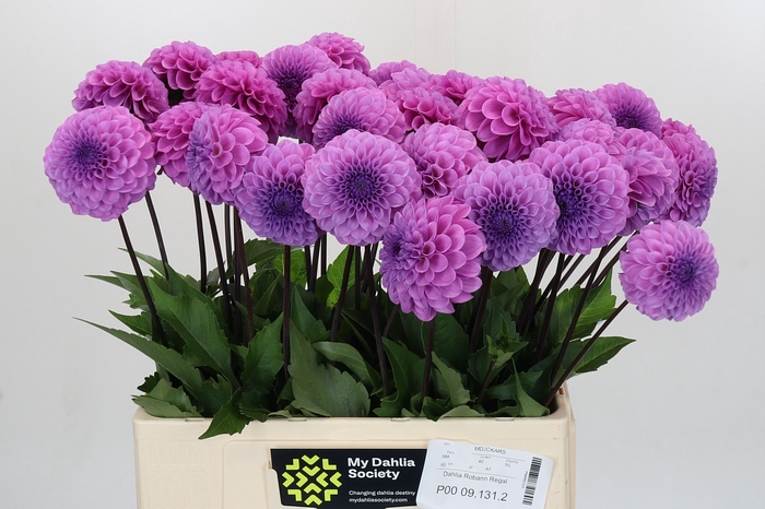 <h4>Dahlia Robann Regal</h4>