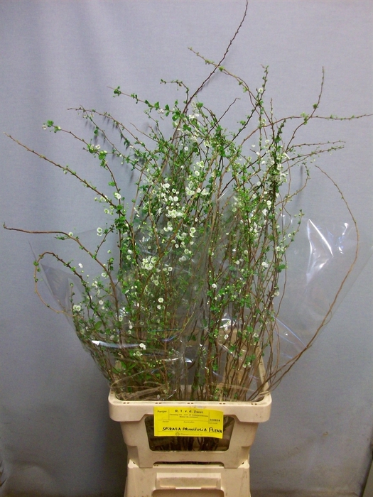 <h4>SPIR PRUN PLENA</h4>