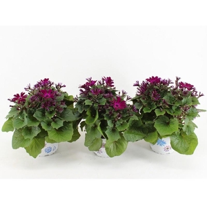 Pericallis (Cruentus Grp) Mandala Plus Magenta paars Mandela Magenta