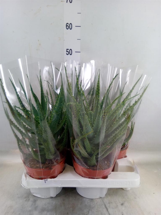 <h4>Aloe arborescens</h4>