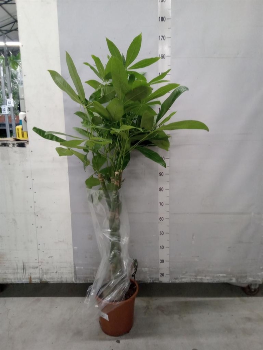 <h4>Pachira aquatica</h4>