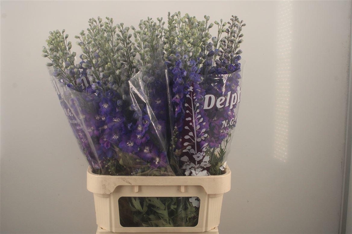 <h4>Delph El Dewi Blue Star</h4>