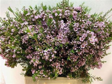 <h4>Chame Un Titan</h4>