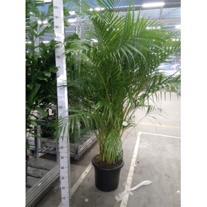 Dypsis lutescens   ...Chrysalidoca