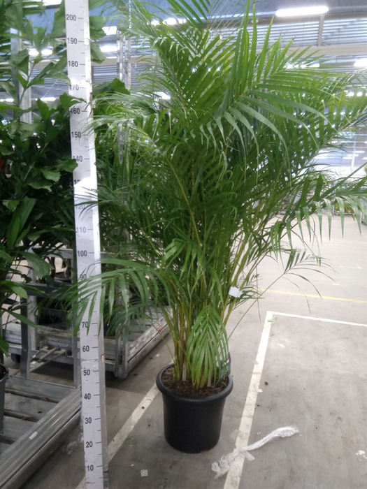 <h4>Dypsis lutescens   ...Chrysalidoca</h4>