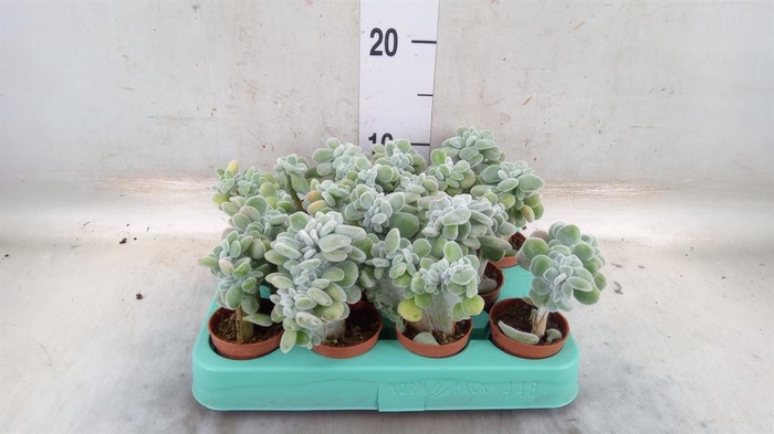 <h4>Echeveria ...</h4>