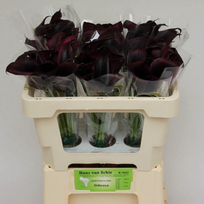 <h4>Zantedeschia odessa</h4>