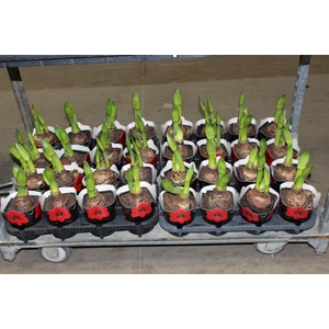 AMARYLLIS P14 VERMELHO MIN 2 HT