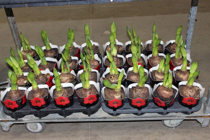 <h4>AMARYLLIS P14 VERMELHO MIN 2 HT</h4>