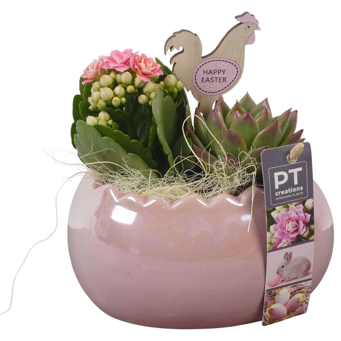 <h4>Arr. Pasen L%</h4>