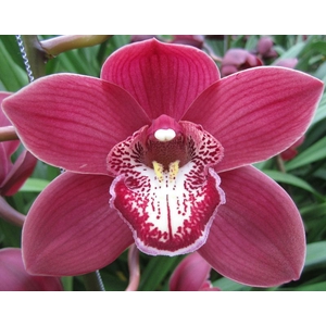 Cymbidium Vulcan