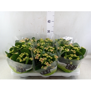 Kalanchoe blos. 'Calandiva Weaver'