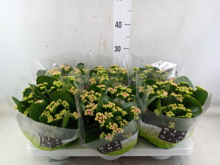 <h4>Kalanchoe blos. 'Calandiva Weaver'</h4>