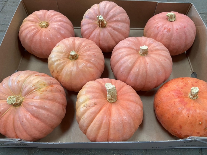 <h4>. Cucurbita Ov</h4>