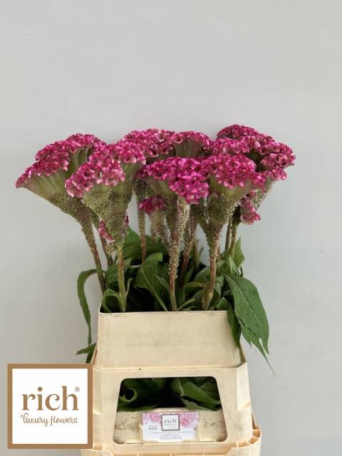 CEL C TURBO ROSE