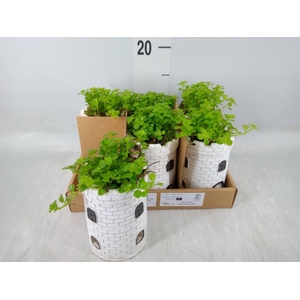 Arr.   Kamerplant Groen L%