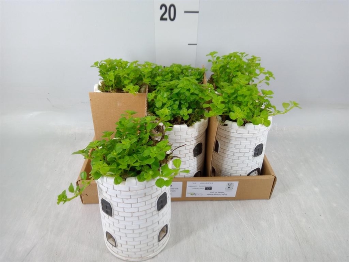 <h4>Arr.   Kamerplant Groen L%</h4>