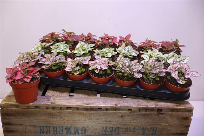 <h4>arr8 Hypoest Gem</h4>