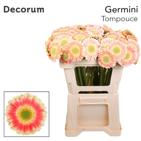 <h4>Germini Tompouce Water x60</h4>