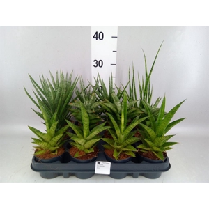Sansevieria cyl.  ...