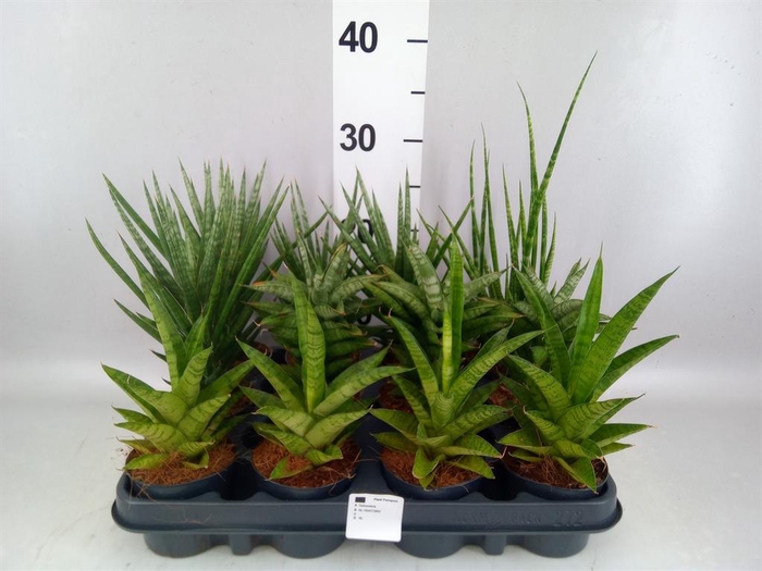 <h4>Sansevieria cyl.  ...</h4>