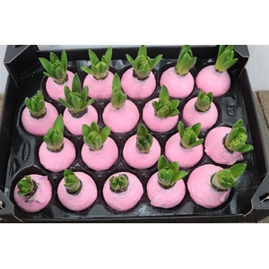 Wax Hyacinth Gl Pinkrose