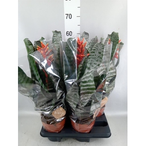 Aechmea   ...