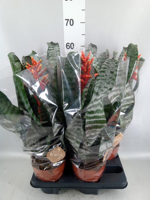<h4>Aechmea   ...</h4>
