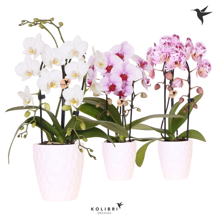 <h4>Kolibri Orchids Phalaenopsis Cascade Niagara Fall mix 2 spike in Honey pot</h4>