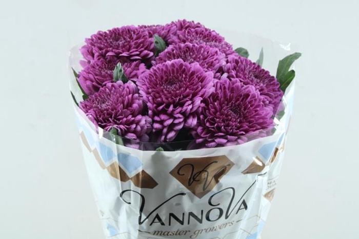 <h4>CHR G LAMIRA PURPLE(GEPLOZEN)</h4>