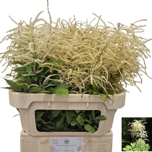 Aruncus Dioicus