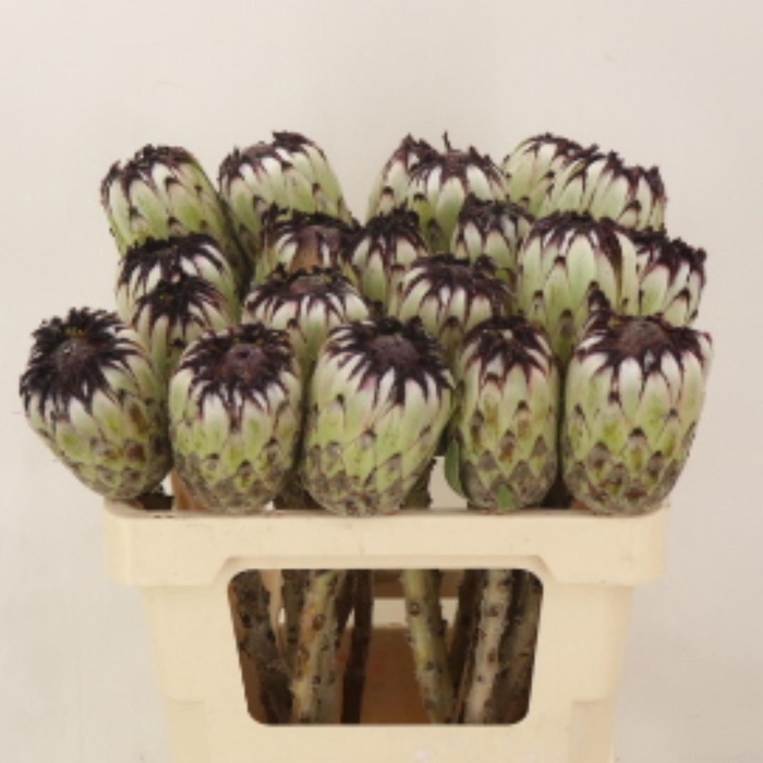 <h4>PROTEA MAG NIOBE</h4>
