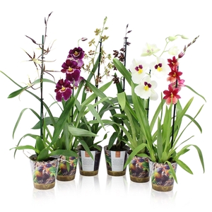 Inca Orchid mix 1 spike in Jungle cover