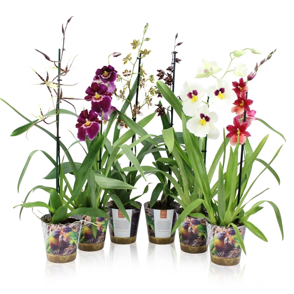 <h4>Inca Orchid mix 1 spike in Jungle cover</h4>