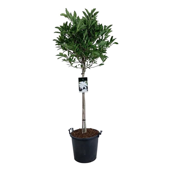 <h4>Magnolia stellata</h4>