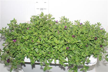 <h4>Calib Ca Dark Blue</h4>