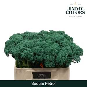 Sedum L55 Klbh. Petrol