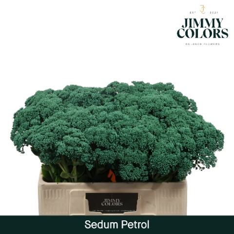 <h4>Sedum L55 Klbh. Petrol</h4>